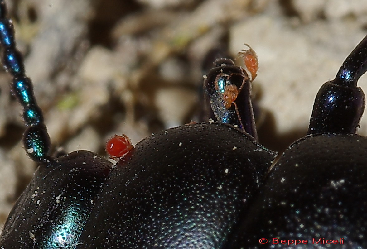 Timarcha tenebricosa parassitata da acari